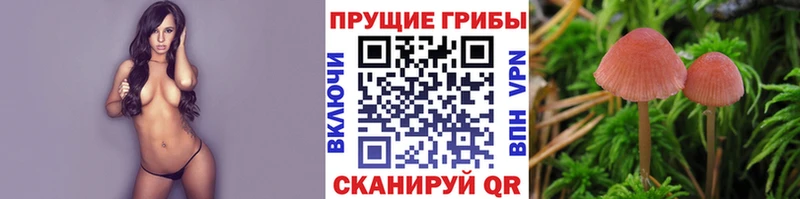 Галлюциногенные грибы Cubensis  блэк спрут tor  Малоархангельск 